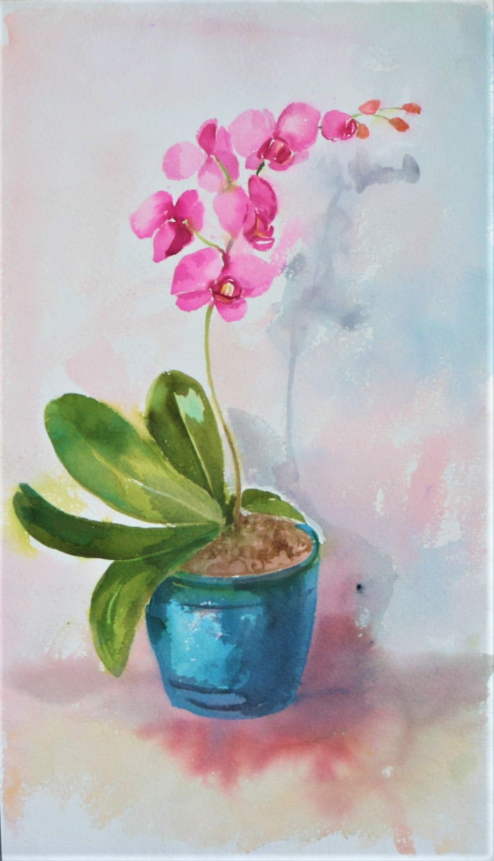 Orchidee 0